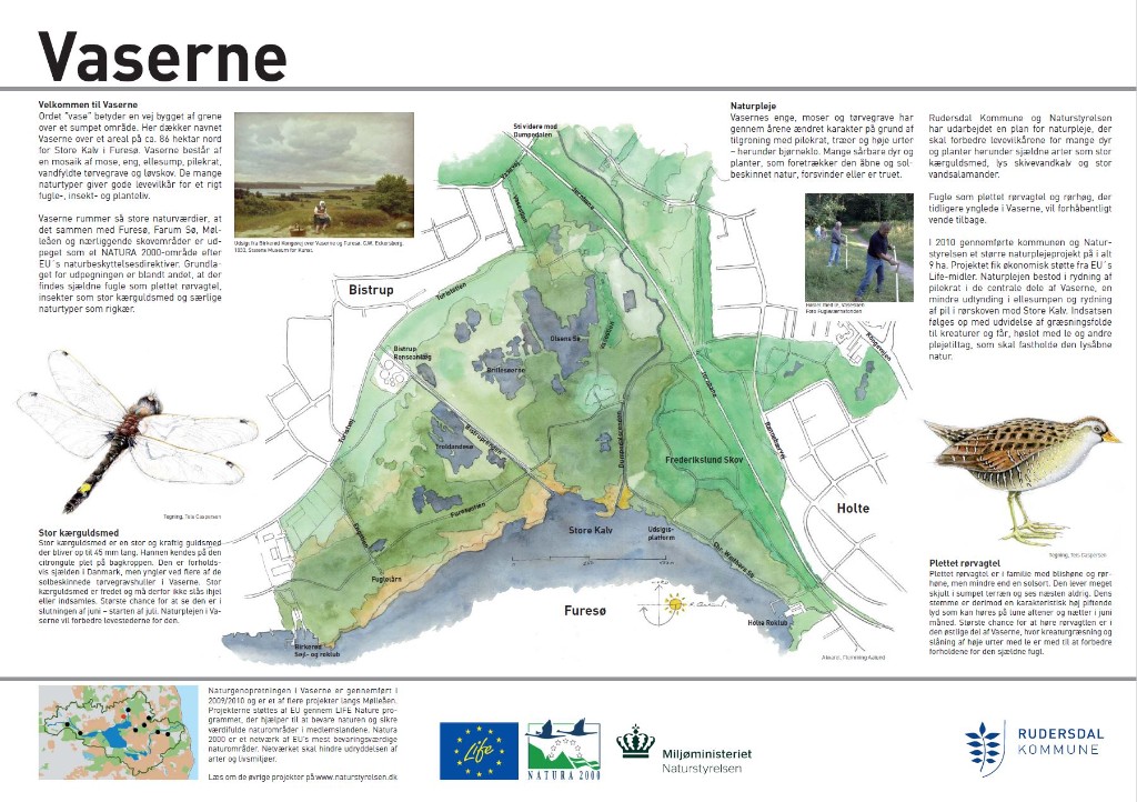 Akvarel til informationstavle om naturgenopretning i Vaserne — Vaserne, Danmark — 2011